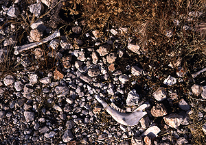 LEICA R8, MACRO-ELMARIT-R 2,8/60